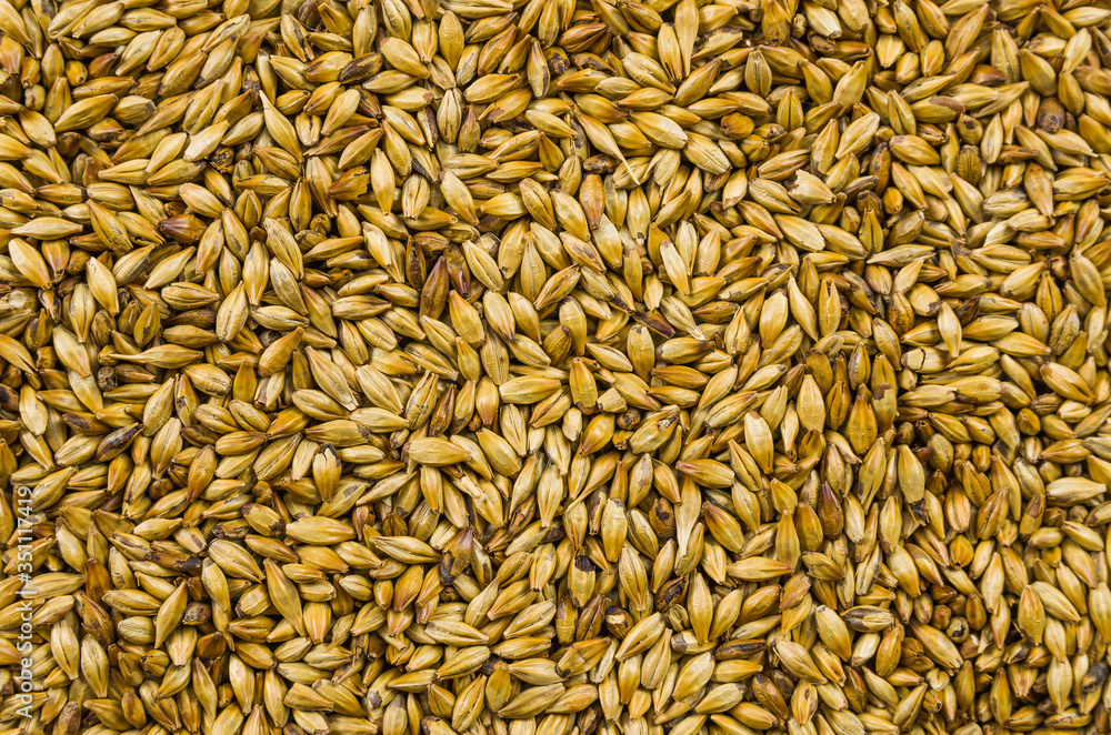 Texture with of barley malt for beer, pale ale, pilsen.