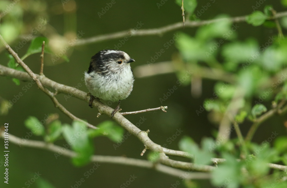 A pretty Long-tailed Tit, Aegithalos caudatus, perching on a branch of a tree in springtime. A pretty Long-tailed Tit, Aegithalos caudatus, perching on a branch of a tree in springtime.