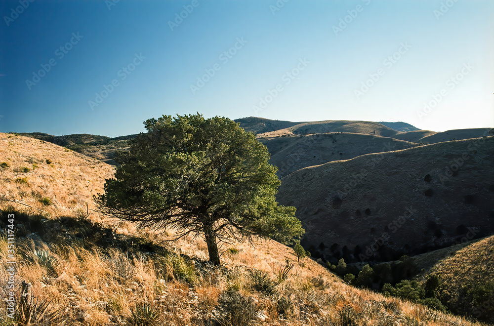 Single pinyon pine on a grassy hillside
