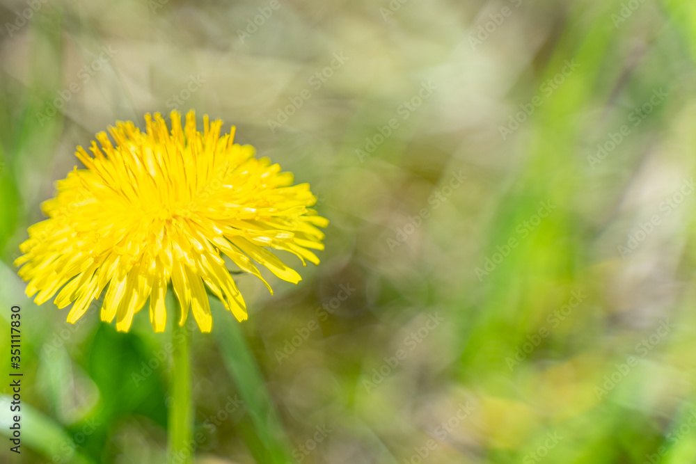 yellow dandelion on a blurry background, copy spase yellow dandelion on a blurry background, copy spase