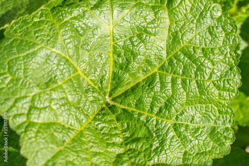 Green natural texture of a young leaf. plant malva