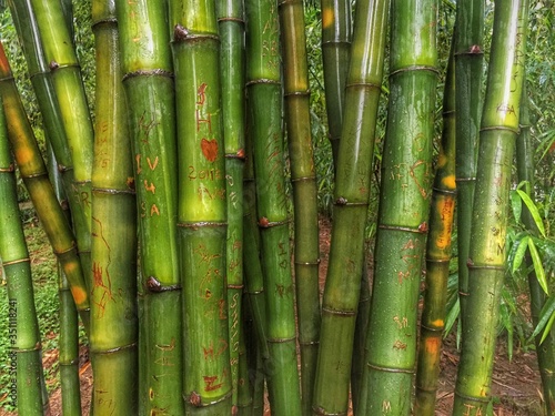 Photographie Close-up Of Bamboos Growing On Field