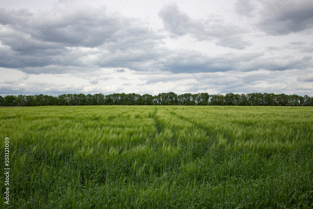 Wheat field and cloudy sky, beautiful landscape of growing grain on a farmer's plot.