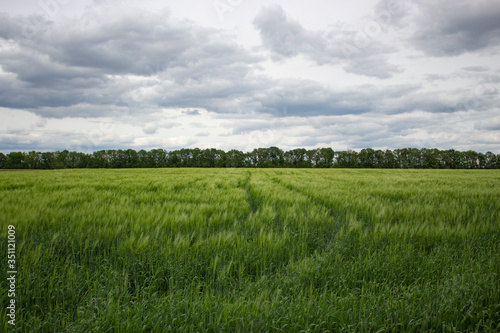 Wheat field and cloudy sky  beautiful landscape of growing grain on a farmer s plot.