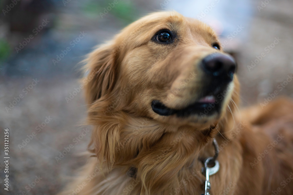 Golden retriever dog lying on ground and looking away, close-up Golden retriever dog lying on ground and looking away, close-up