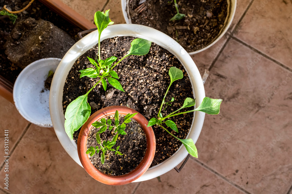 Pepper plants and tomato seedlings at house balcony. Home gardening. Pepper plants and tomato seedlings at house balcony. Home gardening.