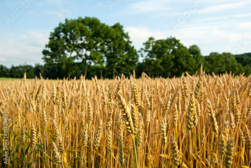 麦秋 秋まきの麦畑収穫間近