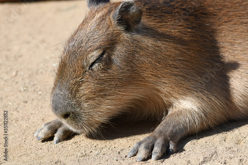 Wallpaper Mural カピバラ Torontodigital.ca