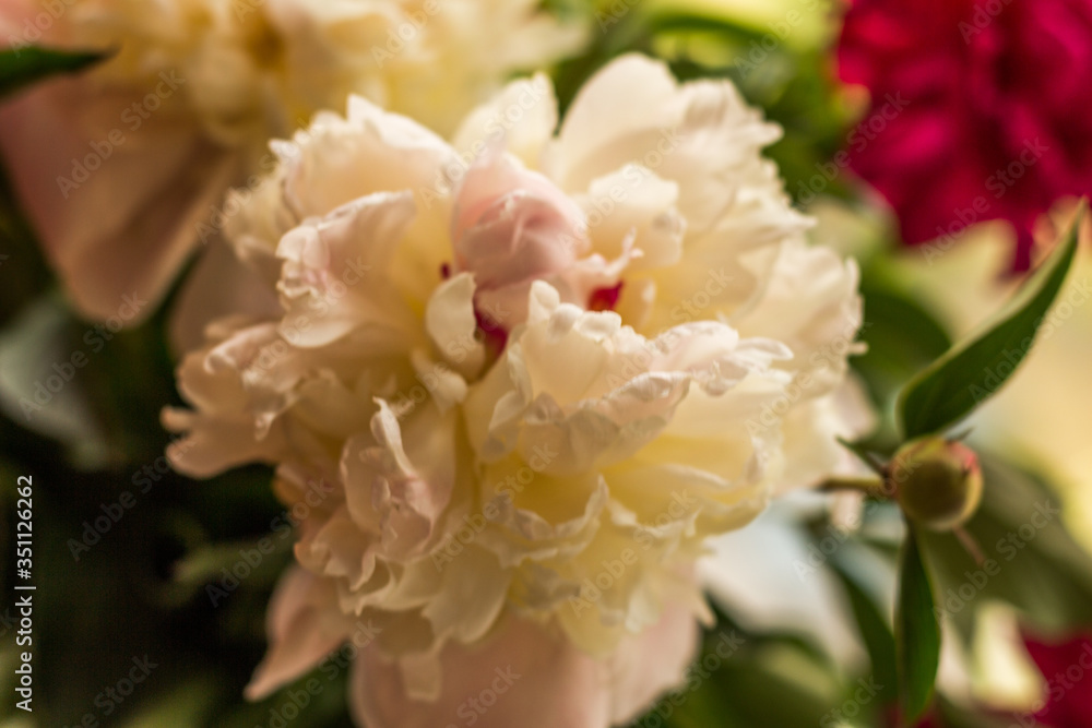 Obraz premium beautiful delicate bouquet of peonies on the window