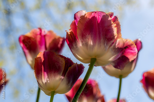Magnifique tulipe au festival des tulipes de Morges