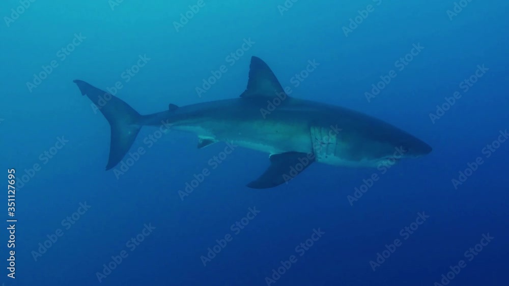 A Great White Shark underwater. Fascinating underwater diving with great white sharks A Great White Shark underwater. Fascinating underwater diving with great white sharks