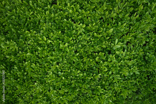 green leaves top view background