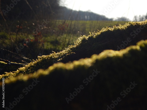 sunset in the field