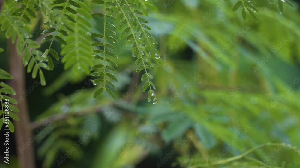 Lush Green Leaves Of A Tree With Raindrops In Fiji - close up shot Lush Green Leaves Of A Tree With Raindrops In Fiji - close up shot
