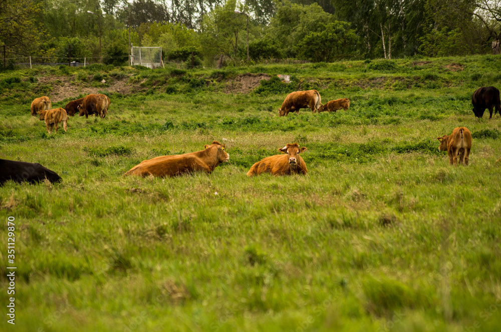 Brown cows in a pasture.
