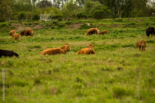 Brown cows in a pasture.