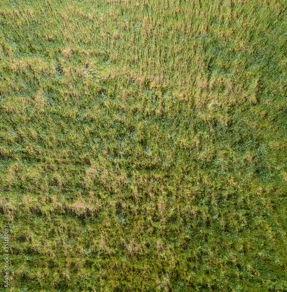 wild field, view from above wild field, view from above