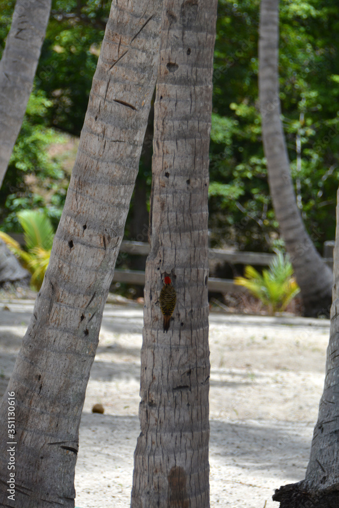 several palm trunks with a small woodpecker bird