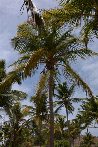 palm trunks and leaves as a background