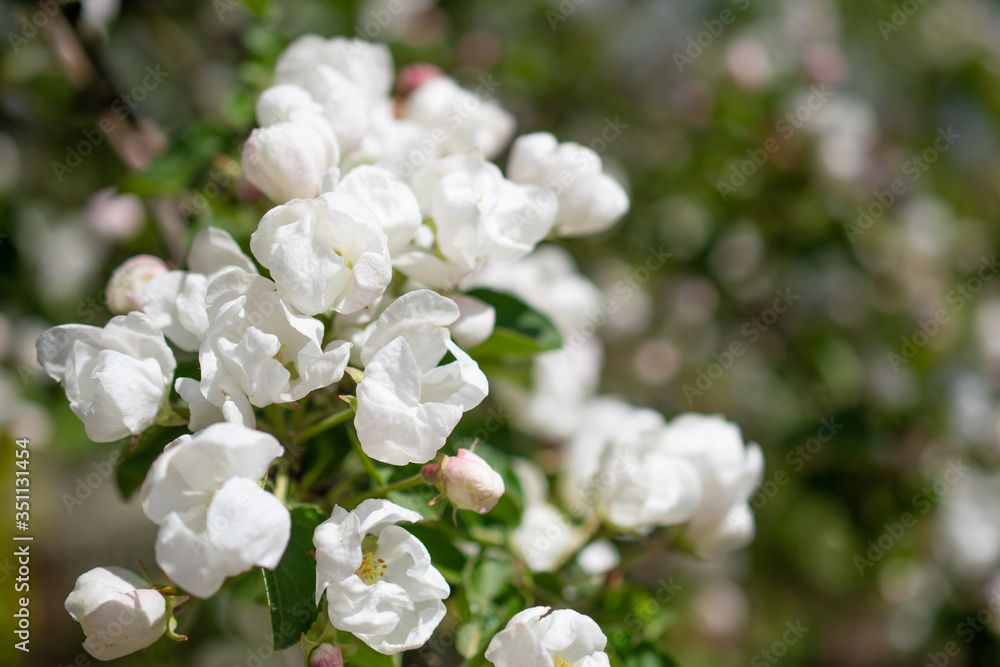 Many small white flowers on the branch of a blooming Apple tree: space for text Many small white flowers on the branch of a blooming Apple tree: space for text