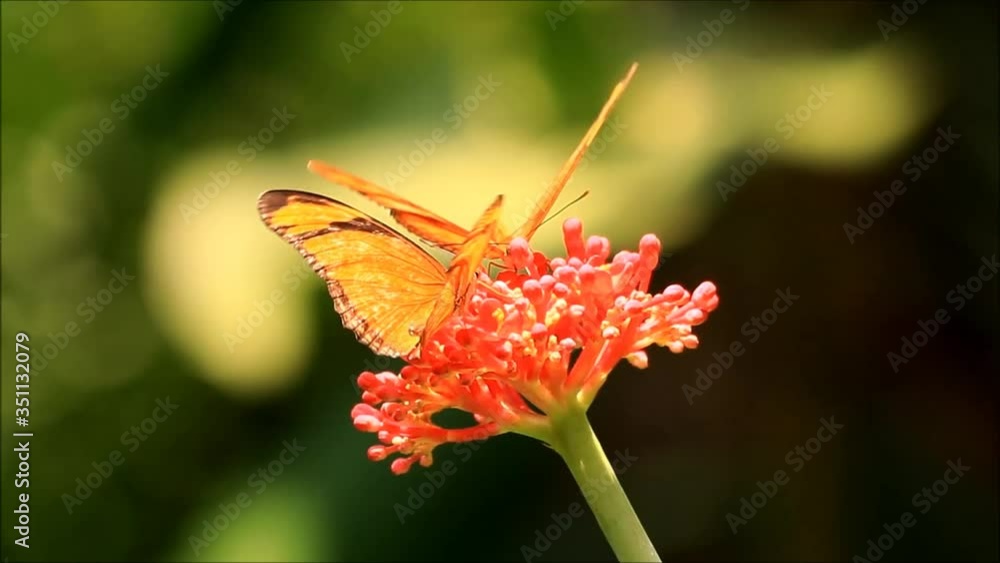 exotic orange butterflies on orange blossom
exotic orange butterflies on orange blossom