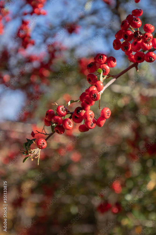 Wild Red Aronia Berries Wild Red Aronia Berries
