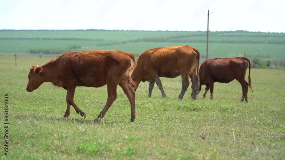 Three brown Cows graze in the meadow on a sunny summer day. Green fields behind them