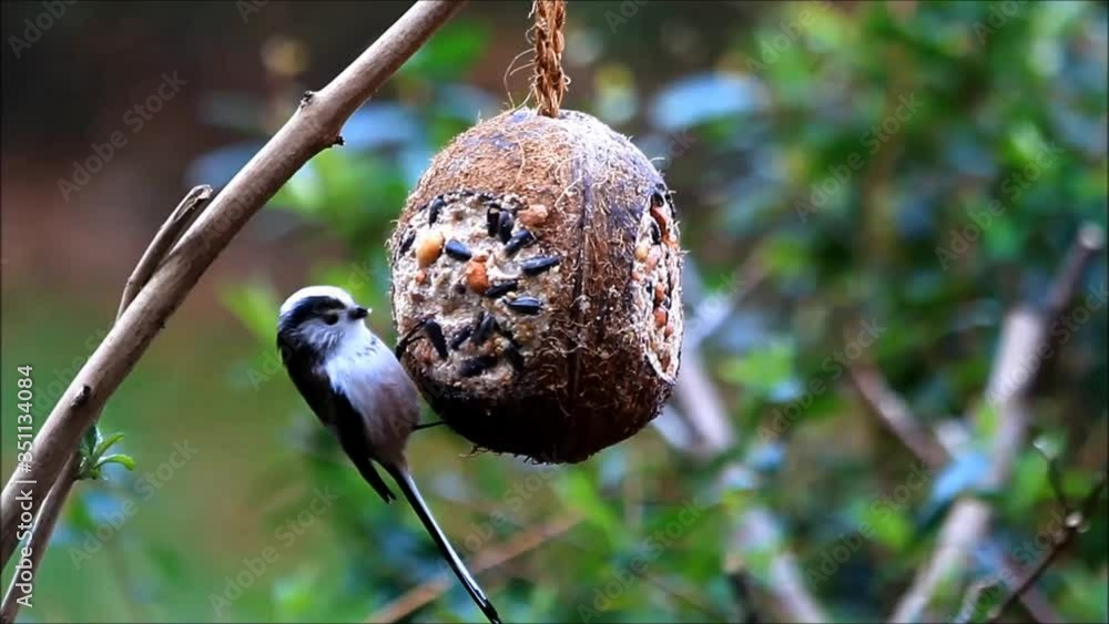 wild bird on Coconut bird feeder
wild bird on Coconut bird feeder
