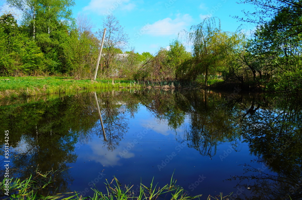 Blue water in a forest lake with pine trees