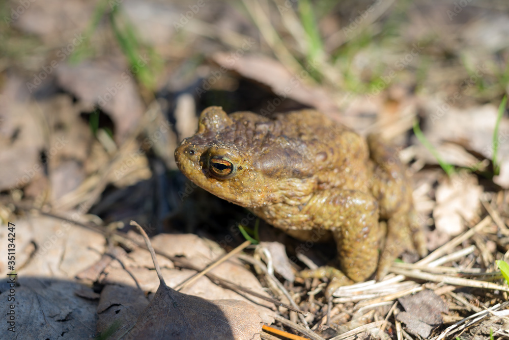 Obraz premium toad on a sunny day