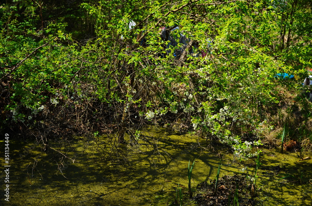Blue water in a forest lake with pine trees Blue water in a forest lake with pine trees