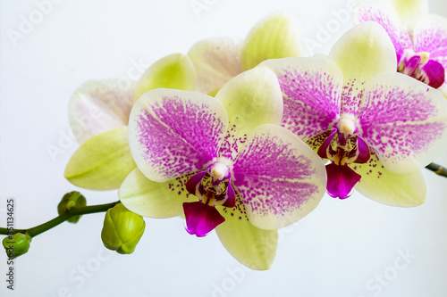 The branch with two inflorescences green-purple orchid 