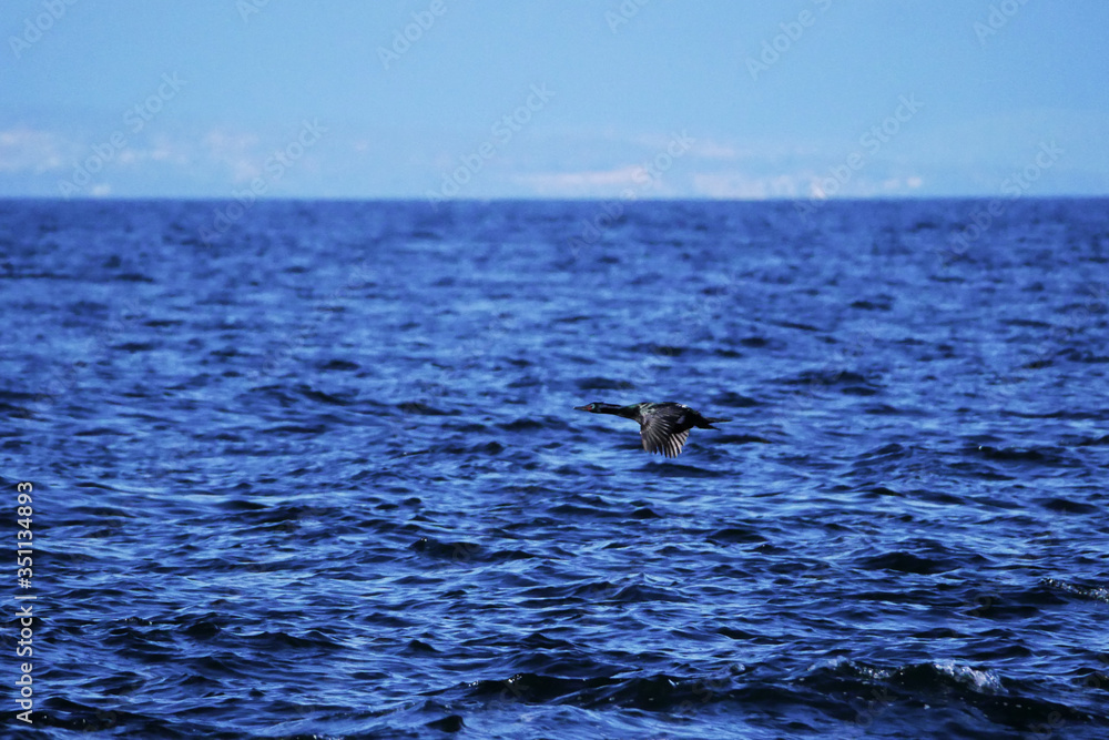 Fototapeta premium Cormorant in flight over water