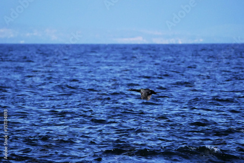 Cormorant in flight over water