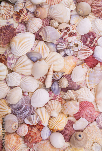 Many different seashells as pattern or background