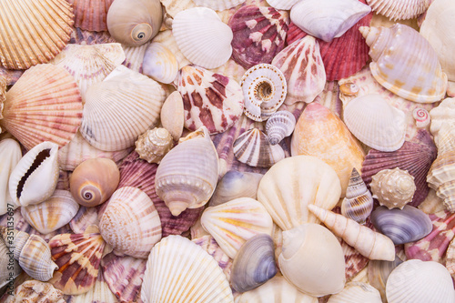 Seashells background, lots of different seashells piled together 