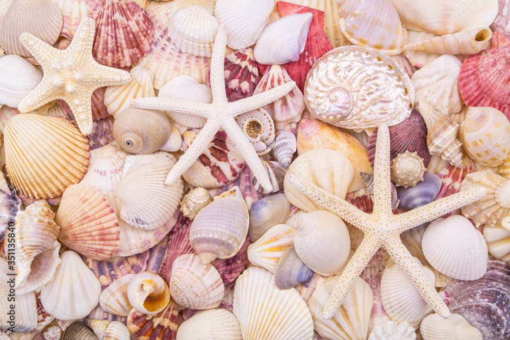 Many different colorful seashells and starfishes