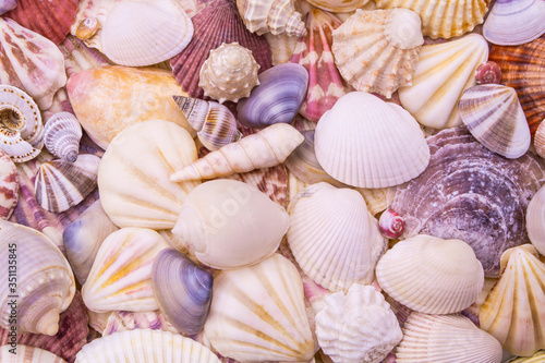 Many seashells as pattern or background, sea shells collection