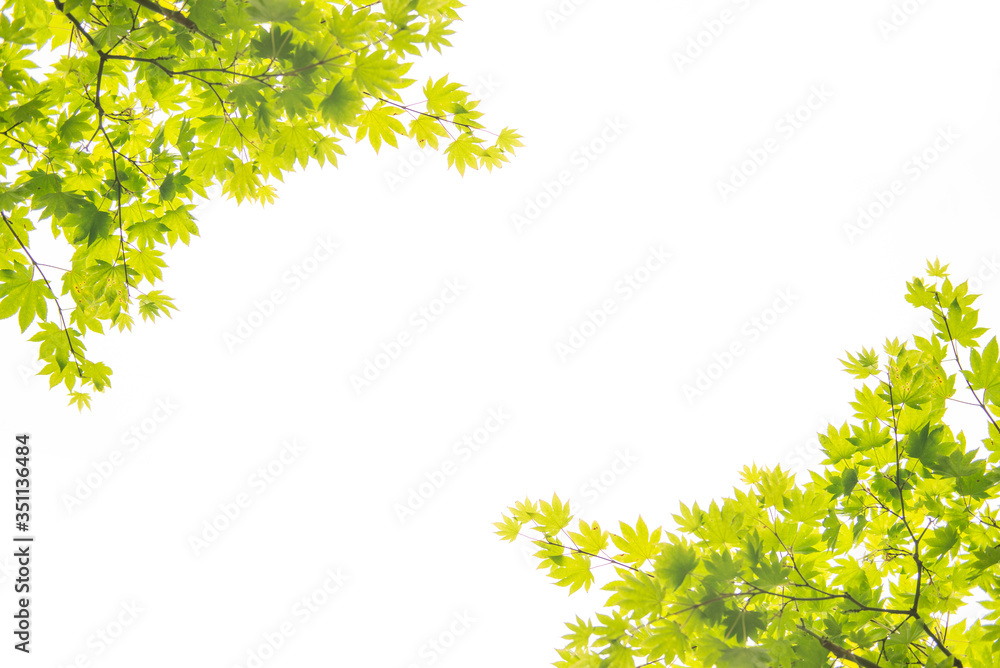 Obraz premium 新緑の葉