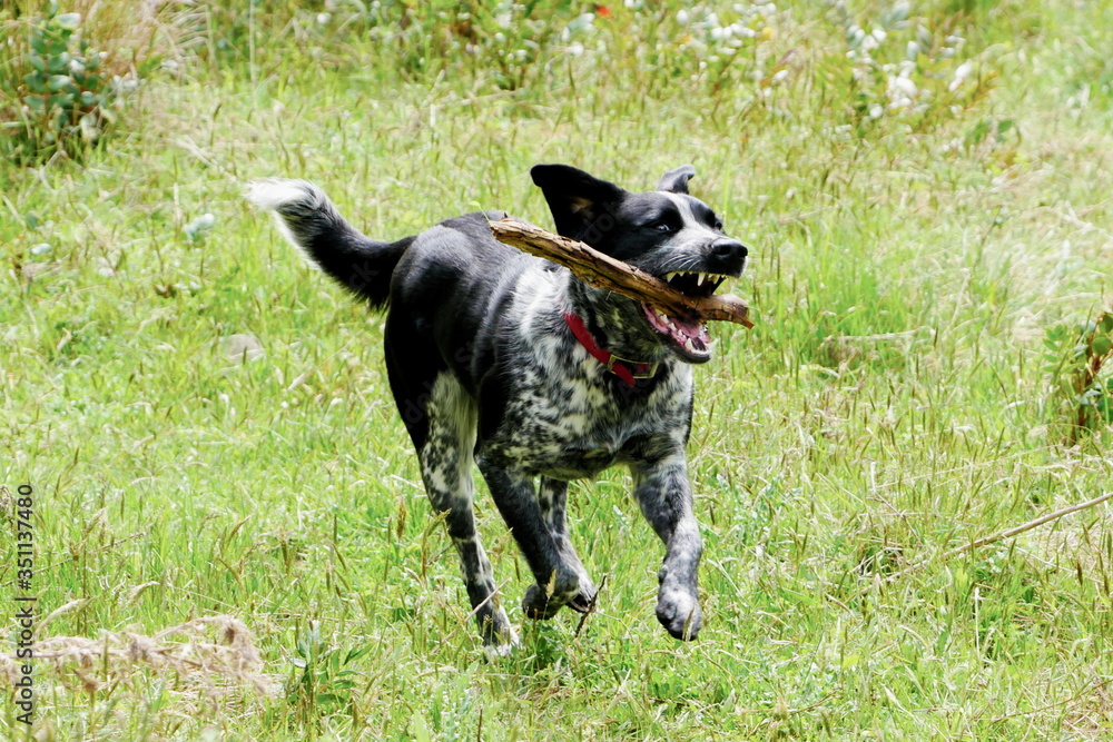 Dog catching a stick in a field