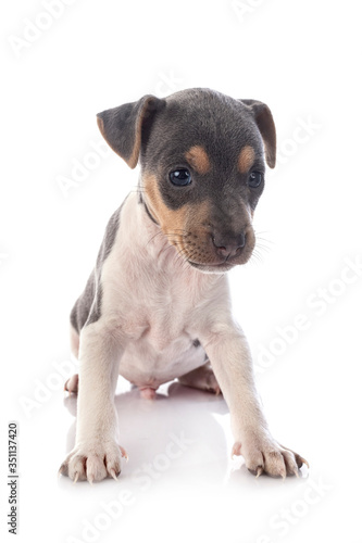 brazilian terrier in studio