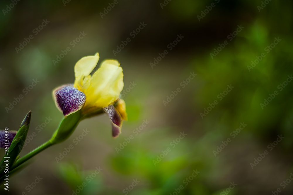 Bearded Iris Yellow Violet.Beautiful plants from botanical garden for catalog. Natural lighting effects. Shallow depth of field. Selective focus, handmade art image of nature. Flower landscape Bearded Iris Yellow Violet.Beautiful plants from botanical garden for catalog. Natural lighting effects. Shallow depth of field. Selective focus, handmade art image of nature. Flower landscape