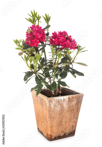 Rhododendron in studio