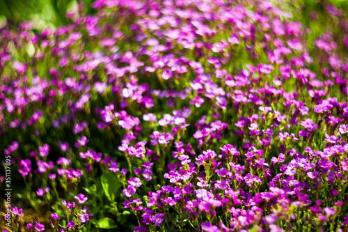 Aubriet Cultural  Aubrieta cultorum .Beautiful plants from botanical garden for catalog. Natural lighting effects. Shallow depth of field. Selective focus  handmade art image nature. Flower landscape