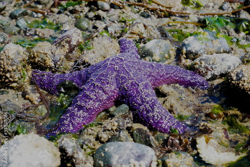 Purple sea star on beach on Vancouver Island