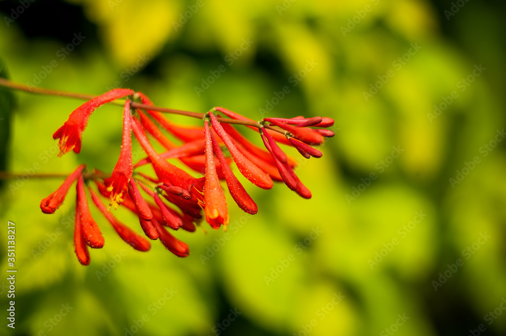 Fototapeta premium honeysuckle (Lonicera brouwnii).plants from botanical garden for catalog. Natural lighting effects. Shallow depth of field. Selective focus, handmade of nature. Flower landscape