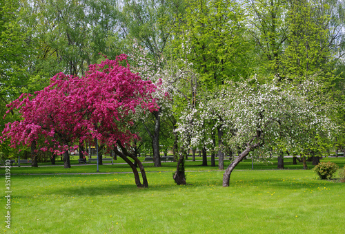 Flowering trees in the park photo