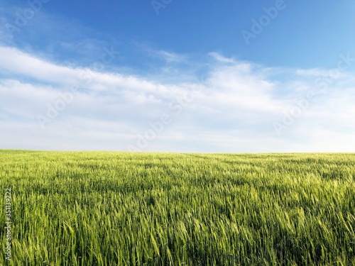 wheat field before harvest