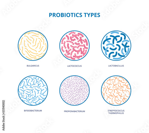 Good bacterial flora. Lactobacilli, bifidobacteria, Escherichia coli Infographics Vector illustration