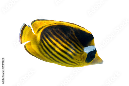 Canvastavla Raccoon butterflyfish (Chaetodon lunula, crescent-masked, moon butterflyfish) isolated on white background
